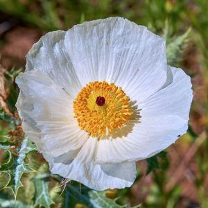 Argemone albiflora,Bluestem Pricklypoppy, White Pricklypoppy, Prickly Poppy, Texas Prickly Poppy, White Prickly Poppy, White Poppy, White Flowers