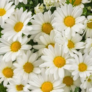 Marguerite Pure White Butterfly®, Paris Daisy Pure White Butterfly®, Cobbitty Daisy Pure White Butterfly®, Argyranthemum frutescens 'G14420', White Flowers
