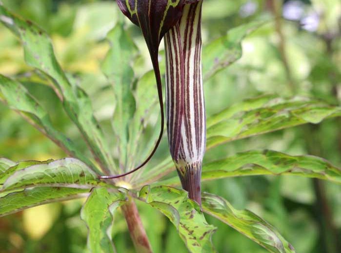 Arisaema consanguineum, Himalayan Cobra Lily, Shade perennial, Shade flowers