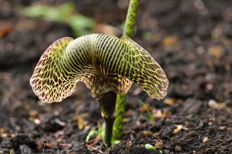 Arisaema griffithii, Griffith's Cobra Lily, Shade perennial, Shade flowers
