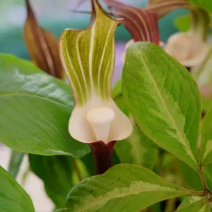 Arisaema sikokianum, Japanese Cobra Lily, Shade perennial, Shade flowers