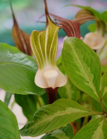 Arisaema sikokianum, Japanese Cobra Lily, Shade perennial, Shade flowers