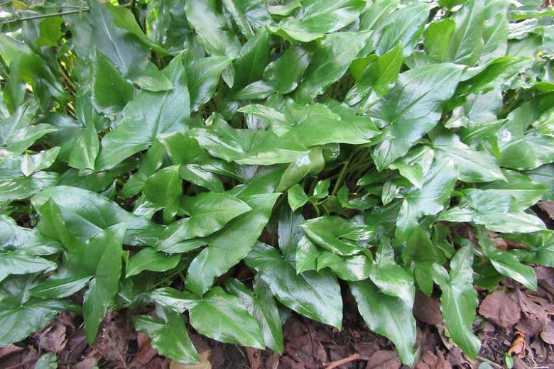 Arisarum proboscideum, Mouse Plant, Mousetail Plant, Shade Perennial, Shade Groundcover, Shade Ground Cover