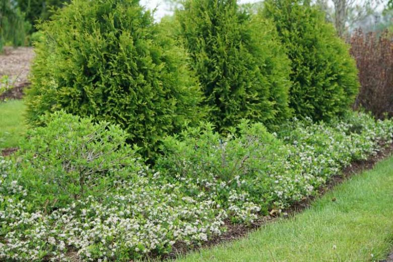 Ground Hug® Aronia Melanocarpa, Ground Hug® Black Chokeberry, shrubs, fall color, shrub with berries