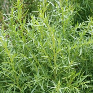 Artemisia dracunculus, Tarragon, Biting Dragon, Dragon Plant, Estragon