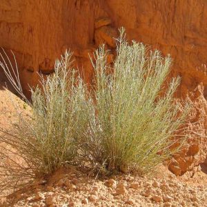 Artemisia filifolia, Sand Sagebrush, Silver Sagebrush, Silvery Wormwood, Sand Sage