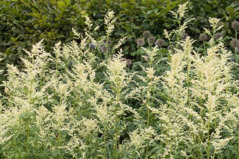 Artemisia Lactiflora, White Mugwort, Artemisia Lactiflora Guizhou Group, Guizhou, Pale-Flowered Wormwood, Ghost plant, Purple leaved White Mugwort