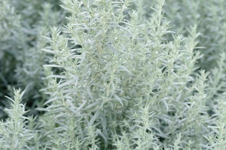 Artemisia Ludoviciana 'Silver Queen', Western Mugwort 'Silver Queen', White Sage 'Silver Queen', Silver Wormwood 'Silver Queen', Louisiana Sage 'Silver Queen', Prairie Sage 'Silver Queen',