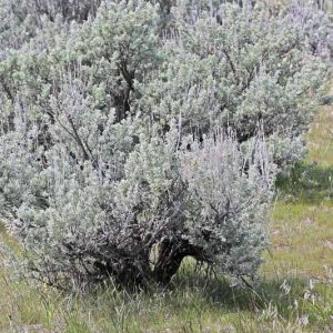 Artemisia tridentata, Big Sagebrush, Great Basin Sagebrush, Common Sagebrush, Blue Sagebrush, Mountain Sagebrush