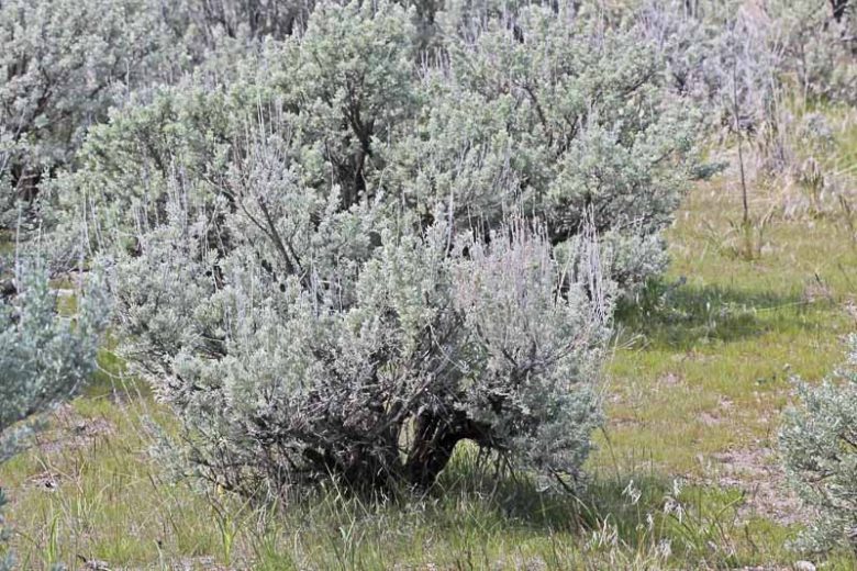 Artemisia tridentata, Big Sagebrush, Great Basin Sagebrush, Common Sagebrush, Blue Sagebrush, Mountain Sagebrush
