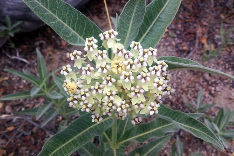 Asclepias eriocarpa, Indian Milkweed, Kotolo Milkweed, Monarch Milkweed, Woollypod Milkweed, Asclepias fremontii