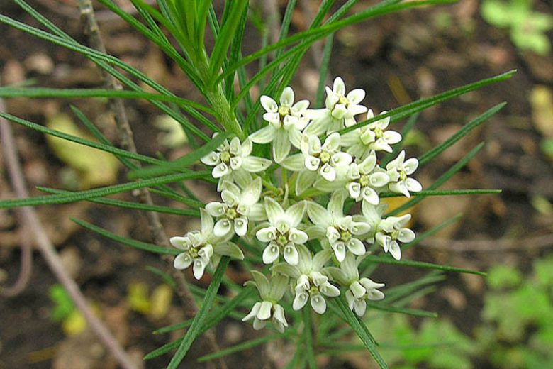 Asclepias linaria, Pine-Needle Milkweed, Needle-Leaf Milkweed, White Asclepias, Tall Asclepias,