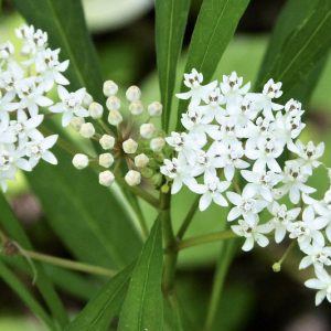 Asclepias perennis, Aquatic Milkweed, White Milkweed, Swamp Milkweed, White flowers, White Asclepias