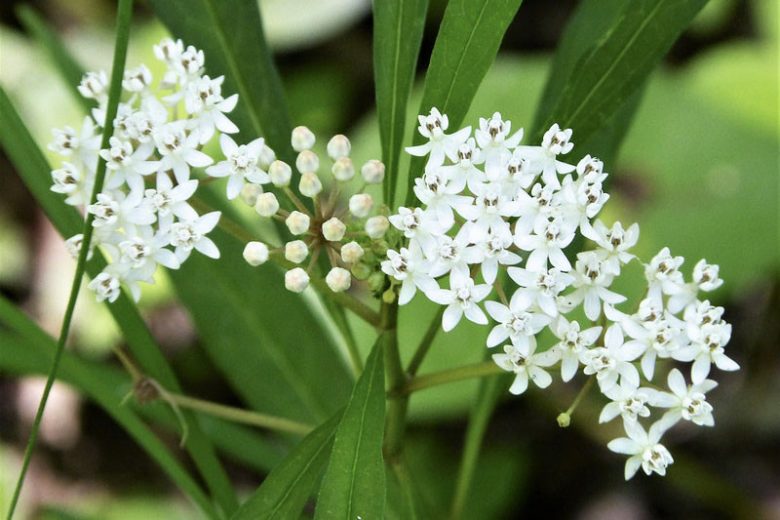 Asclepias perennis, Aquatic Milkweed, White Milkweed, Swamp Milkweed, White flowers, White Asclepias