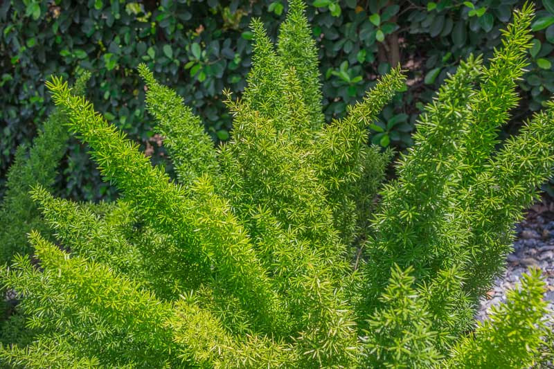 Asparagus Fern Care - How to Grow & Maintain Foxtail Fern