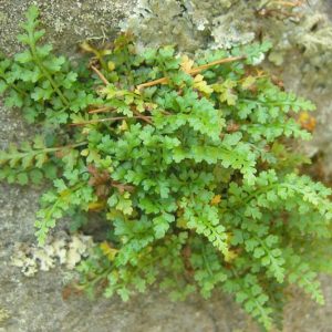 Asplenium montanum, Mountain Spleenwort, Shade plants, shade perennial, plants for shade, plants for wet soil