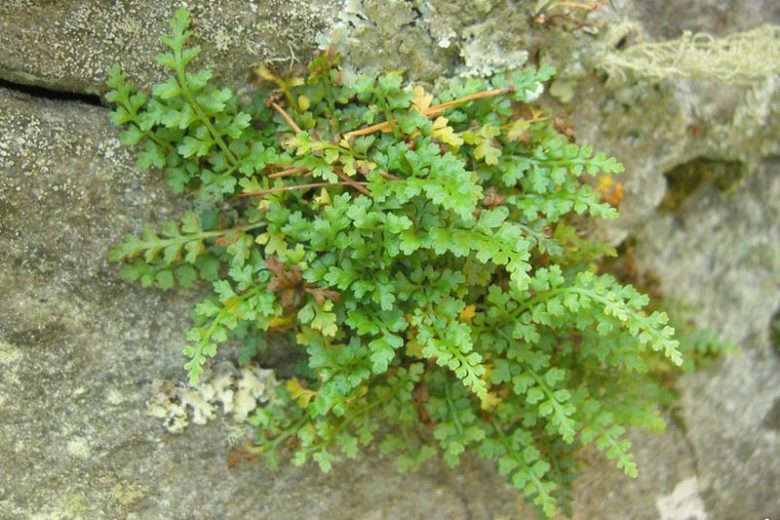 Asplenium montanum, Mountain Spleenwort, Shade plants, shade perennial, plants for shade, plants for wet soil
