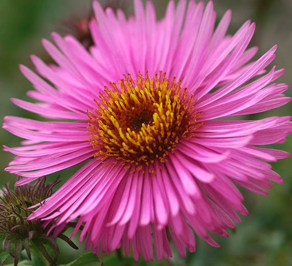 Aster Novae-Angliae 'Barr's Pink', New England Aster 'Barr's Pink', Michaelmas Daisy 'Barr's Pink', Symphyotrichum Novae-Angliae 'Barr's Pink', pink aster