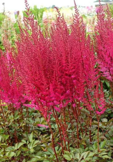 Astilbe 'Chocolate Cherry', Chinese Astilbe 'Chocolate Cherry', False Spirea 'Chocolate Cherry', False Goat's Beard 'Chocolate Cherry', Astilbe chinensis 'Chocolate Cherry',  Astilbe Mighty Chocolate Cherry, Red Astilbes, Red flowers