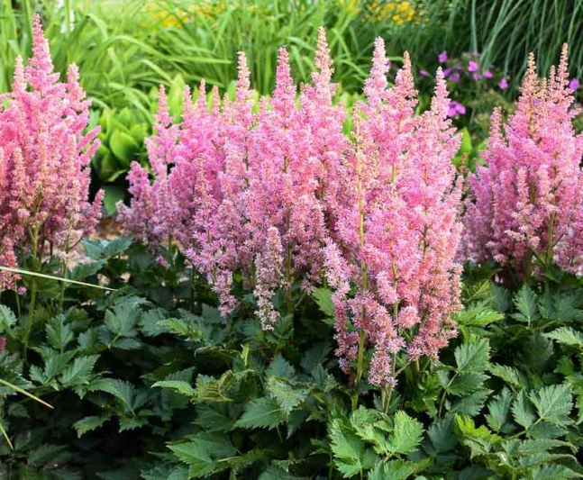 Chinese Astilbe 'Little Vision in Pink', Chinese Astilbe 'Little Vision in Pink', False Spirea 'Little Vision in Pink', False Goat's Beard 'Little Vision in Pink', Pink Astilbe, Pink Flowers