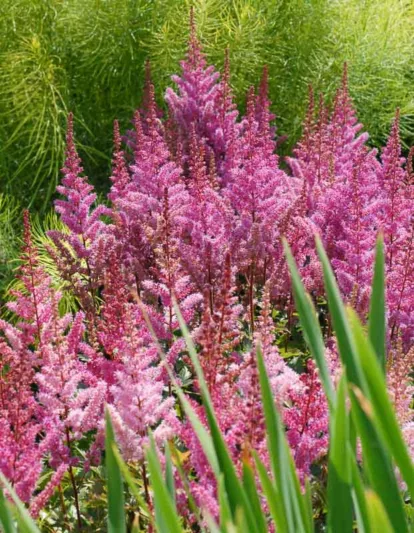 Astilbe Chinensis 'Maggie Daley', Chinese Astilbe 'Maggie Daley', False Spirea 'Maggie Daley', False Goat's Beard 'Maggie Daley', Astilbe 'Maggie Daley', purple Astilbes, Purple flowers, pink Astilbes, Pink flowers, flowers for shade