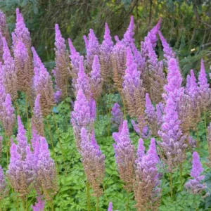 Chinese Astilbe 'Purple Candles', False Spirea 'Purple Candles', False Goat's Beard 'Purple Candles', Astilbe 'Purple Candles', Purple Astilbe, Purple False Spirea, Purple False Goat Beard