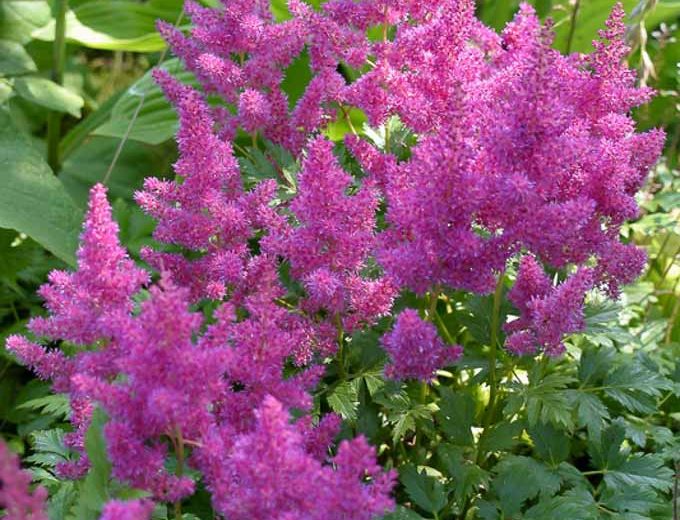 Astilbe Chinensis var. Pumila, Dwarf Chinese Astilbe, Astilbe Chinensis Minima  Astilbe Chinesis 'Pumila', Astilbe Pumila, Pink Astilbes, Pink flowers, flowers for shade