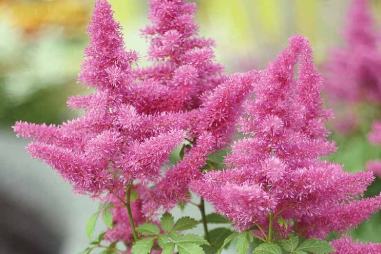 Chinese Astilbe 'Vision in Pink', False Spirea 'Vision in Pink', False Goat's Beard 'Vision in Pink', Astilbe 'Vision in Pink', Astilbe 'Vision in Red', Astilbe 'Vision in White'