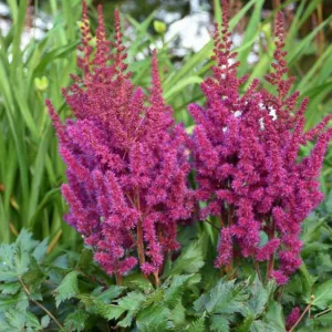 Chinese Astilbe 'Vision in Red', False Spirea 'Vision in Red', False Goat's Beard 'Vision in Red', Astilbe 'Vision in Pink', Astilbe 'Vision in Red', Astilbe 'Vision in White'