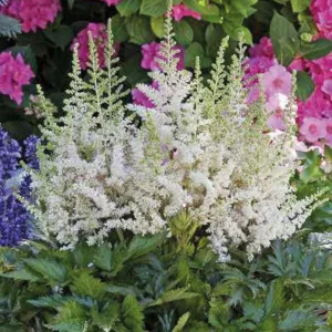 Chinese Astilbe 'Vision in White', False Spirea 'Vision in White', False Goat's Beard 'Vision in White', Astilbe 'Vision in Pink', Astilbe 'Vision in Red', Astilbe 'Vision in White'