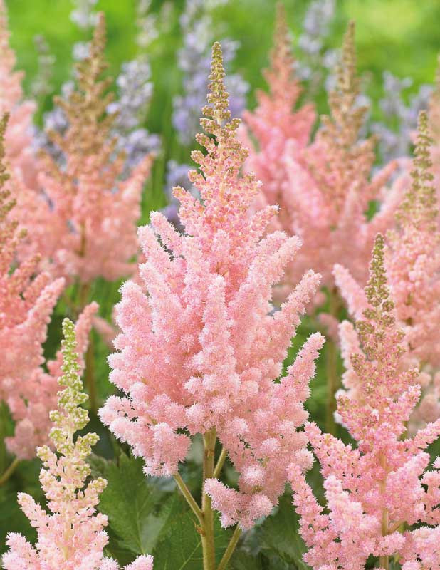 Astilbe chinensis 'Vision Inferno' (Chinese Astilbe)