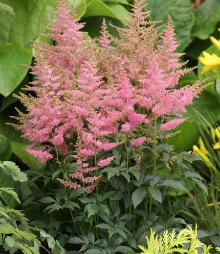Astilbe 'Country and Western' , Astilbe 'Country and Western', False Spirea 'Country and Western', False Goat's Beard 'Country and Western', Pink Astilbes,Pink flowers, flowers for shade