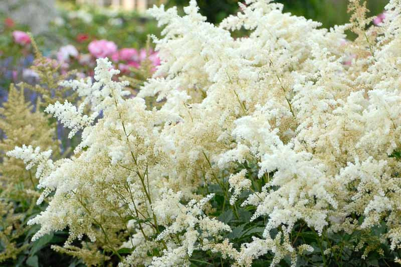 Astilbe 'Deutschland' (Japonica Hybrid)