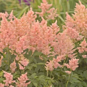 Astilbe 'Peach Blossom', Astilbe Japonica 'Peach Blossom', False Spirea 'Peach Blossom', False Goat's Beard 'Peach Blossom', Astilbe × rosea 'Peach Blossom', Astilbe 'Drayton Glory', Pink Astilbes, Pink flowers, flowers for shade