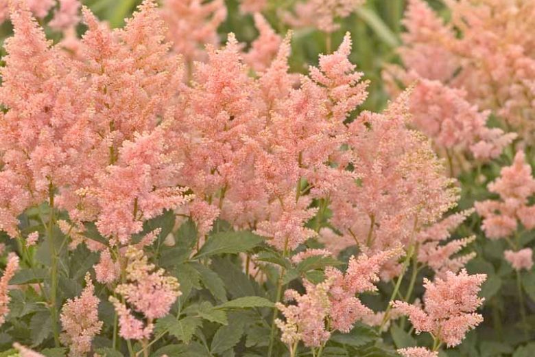 Astilbe 'Peach Blossom', Astilbe Japonica 'Peach Blossom', False Spirea 'Peach Blossom', False Goat's Beard 'Peach Blossom', Astilbe × rosea 'Peach Blossom', Astilbe 'Drayton Glory', Pink Astilbes, Pink flowers, flowers for shade