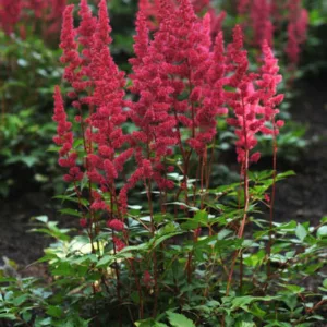 Astilbe 'Red Sentinel', Astilbe Japonica 'Red Sentinel', False Spirea 'Red Sentinel', False Goat's Beard 'Red Sentinel', Red Astilbes,Red flowers, flowers for shade