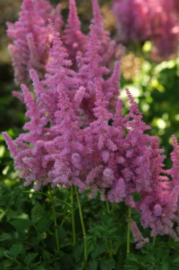 Astilbe 'Stand and Deliver', False Spirea 'Stand and Deliver', False Goat's Beard 'Stand and Deliver', Pink Astilbes,Pink flowers, flowers for shade