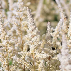Astilbe x Arendsii 'White Gloria', Astilbe 'White Gloria', False Spirea 'White Gloria', False Goat's Beard 'White Gloria', Astilbe 'Weisse Gloria', False Spirea 'Weisse Gloria', False Goat's Beard 'Weisse Gloria', White astilbe