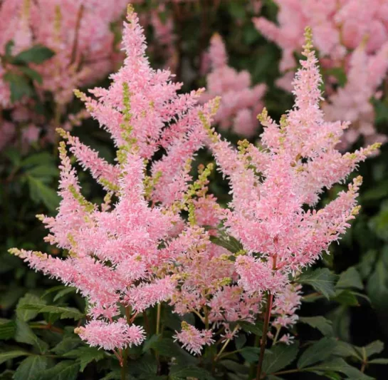 Astilbe 'Younique Pink', False Spirea 'Younique Pink', False Goat's Beard 'Younique Pink', Pink Astilbes, Pink flowers, flowers for shade