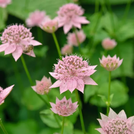 Astrantia Maxima, Largest Masterwort, summer perennial, pink flowers, shade perennials, wet soil perennials