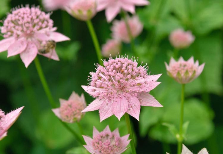 Astrantia Maxima, Largest Masterwort, summer perennial, pink flowers, shade perennials, wet soil perennials