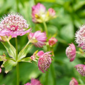 Astrantia major var. rosea, Pink Masterwort, Pink Great Masterwort, Astrantia Rosea, summer perennial, pink flowers