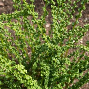 Athyrium filix-femina 'Frizelliae', Tatting Fern 'Frizelliae', Shade plants, shade perennial, plants for shade, plants for wet soil