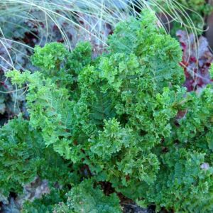 Athyrium filix-femina 'Lady in Lace', Lady Fern 'Lady in Lace', Shade plants, shade perennial, plants for shade, plants for wet soil