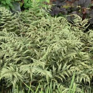 Athyrium niponicum 'Godzilla', Athyrium 'Godzilla', Giant Japanese Painted Fern, Shade plants, shade perennial, plants for shade, plants for wet soil