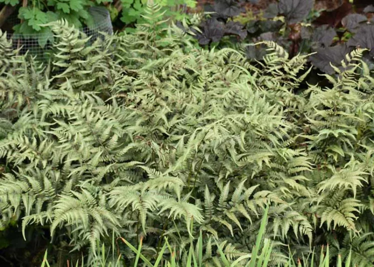 Athyrium niponicum 'Godzilla', Athyrium 'Godzilla', Giant Japanese Painted Fern, Shade plants, shade perennial, plants for shade, plants for wet soil