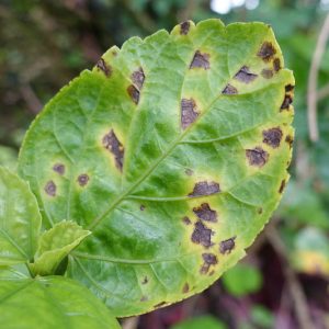 Bacterial Spot, Bacterial Leaf Spot,  Identify Bacterial Leaf Spot, Bacterial Leaf Spot Symptoms, Prevent Bacterial Leaf Spot, Treat Bacterial Leaf Spot