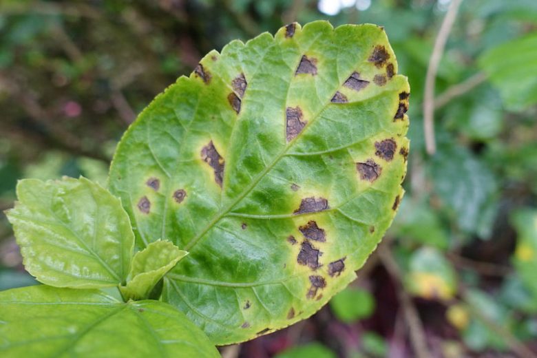 Bacterial Spot, Bacterial Leaf Spot,  Identify Bacterial Leaf Spot, Bacterial Leaf Spot Symptoms, Prevent Bacterial Leaf Spot, Treat Bacterial Leaf Spot