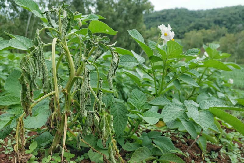 Bacterial Wilt Identify, Prevent and Treat it