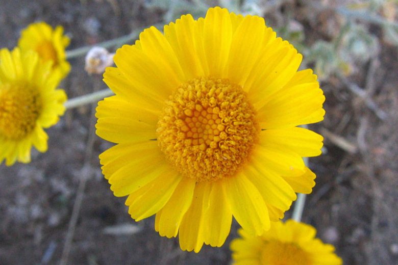 Baileya multiradiata, Desert Marigold, Showy Desert Marigold, Paper Daisy, Desert Baileya, Baileya multiradiata var. thurberi, yellow flowers